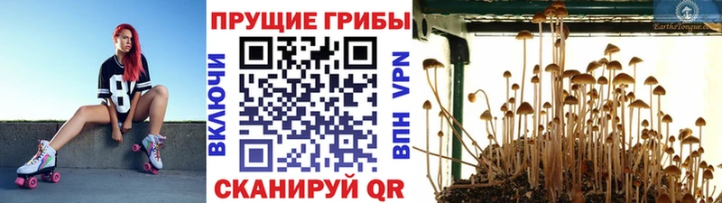 Купить закладки  Верхняя Салда  Галлюциногенные грибы GOLDEN TEACHER 